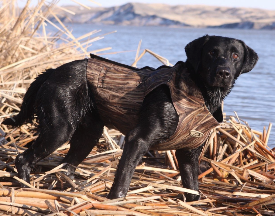 Avery boaters clearance dog vest